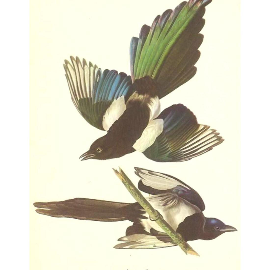 c1950 Audubon Print, American Magpie (1 of 2)