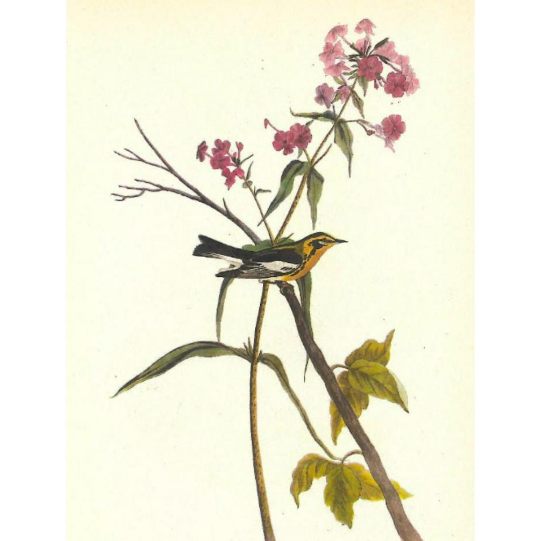 c1946 Audubon Print, #135 Blackburnian Warbler (1 of 2)