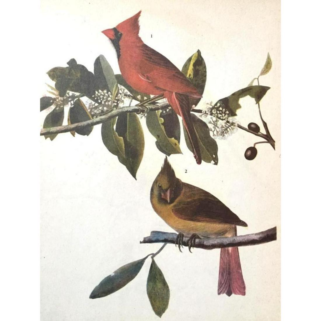 c1946 Audubon Print, #159 Cardinal (1 of 2)
