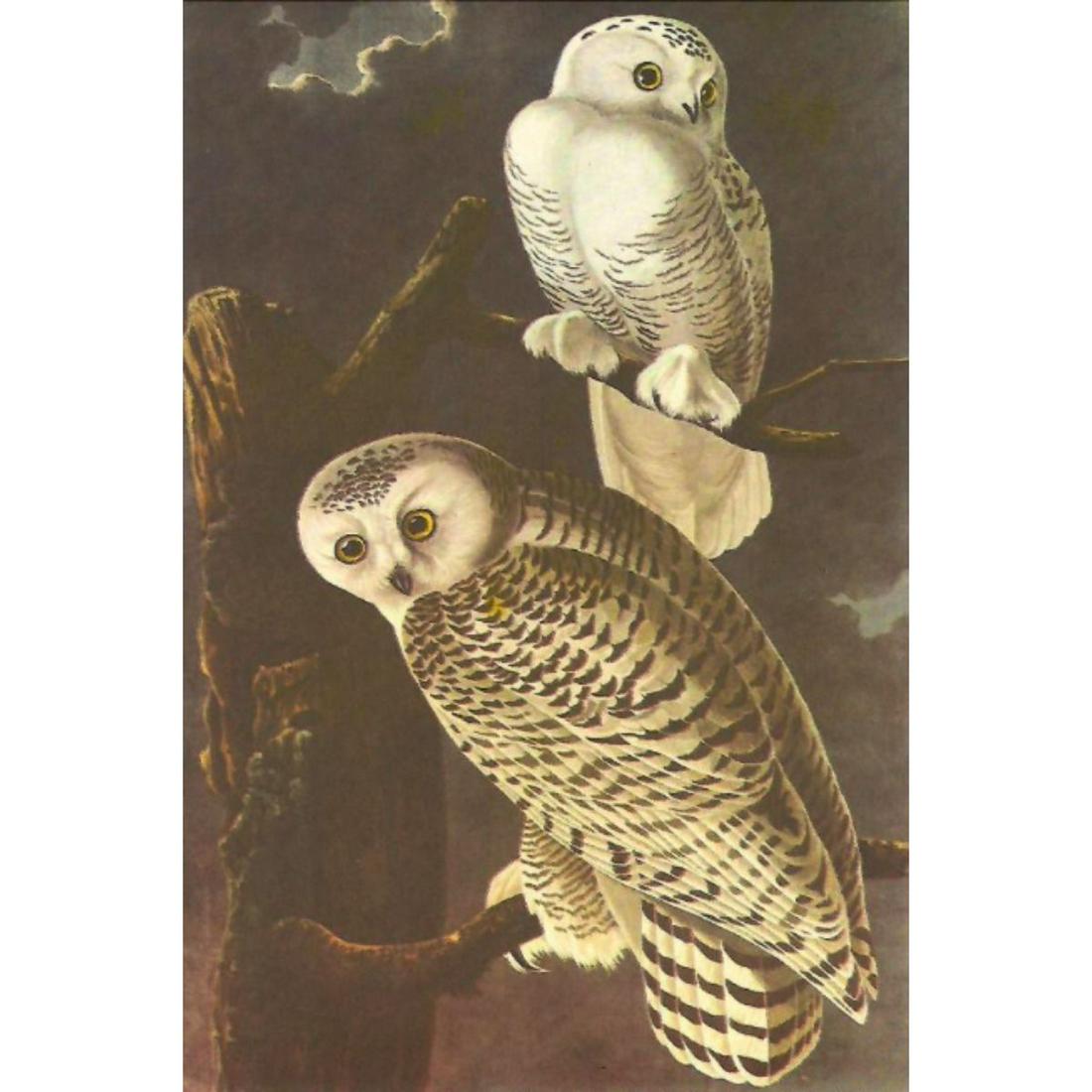 c1950 Audubon Print, Snowy Owl (1 of 2)