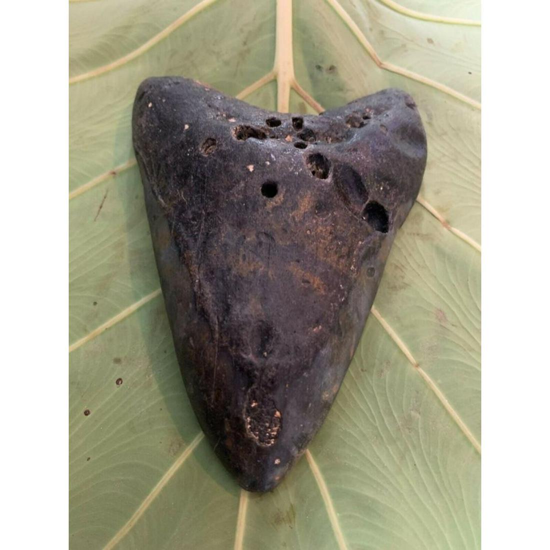 Large Size Prehistoric Megalodon Shark's Tooth: Large size ( 5.26" ) Prehistoric Megalodon Shark's Tooth, Fossil Specimen. In original, unrestored condition. Found 40 miles offshore Wilmington, North Carolina. Fantastic display specimen.