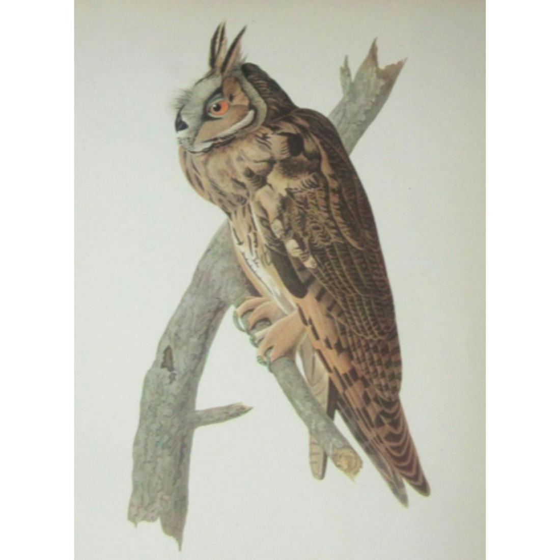 c1946 Audubon Print, #383 Long-Eared Owl (1 of 2)