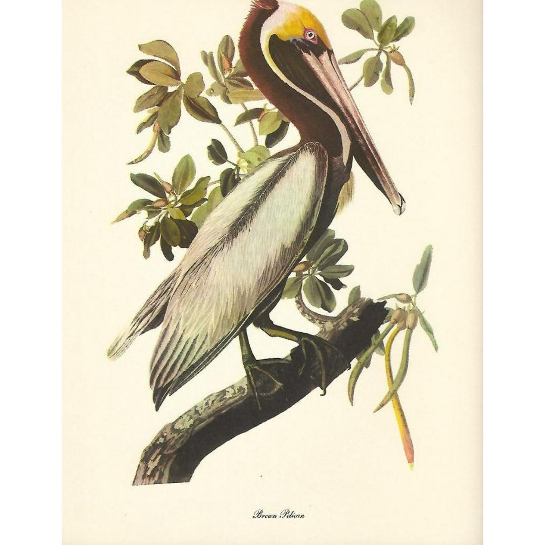 c1950 Audubon Print, Brown Pelican (1 of 1)