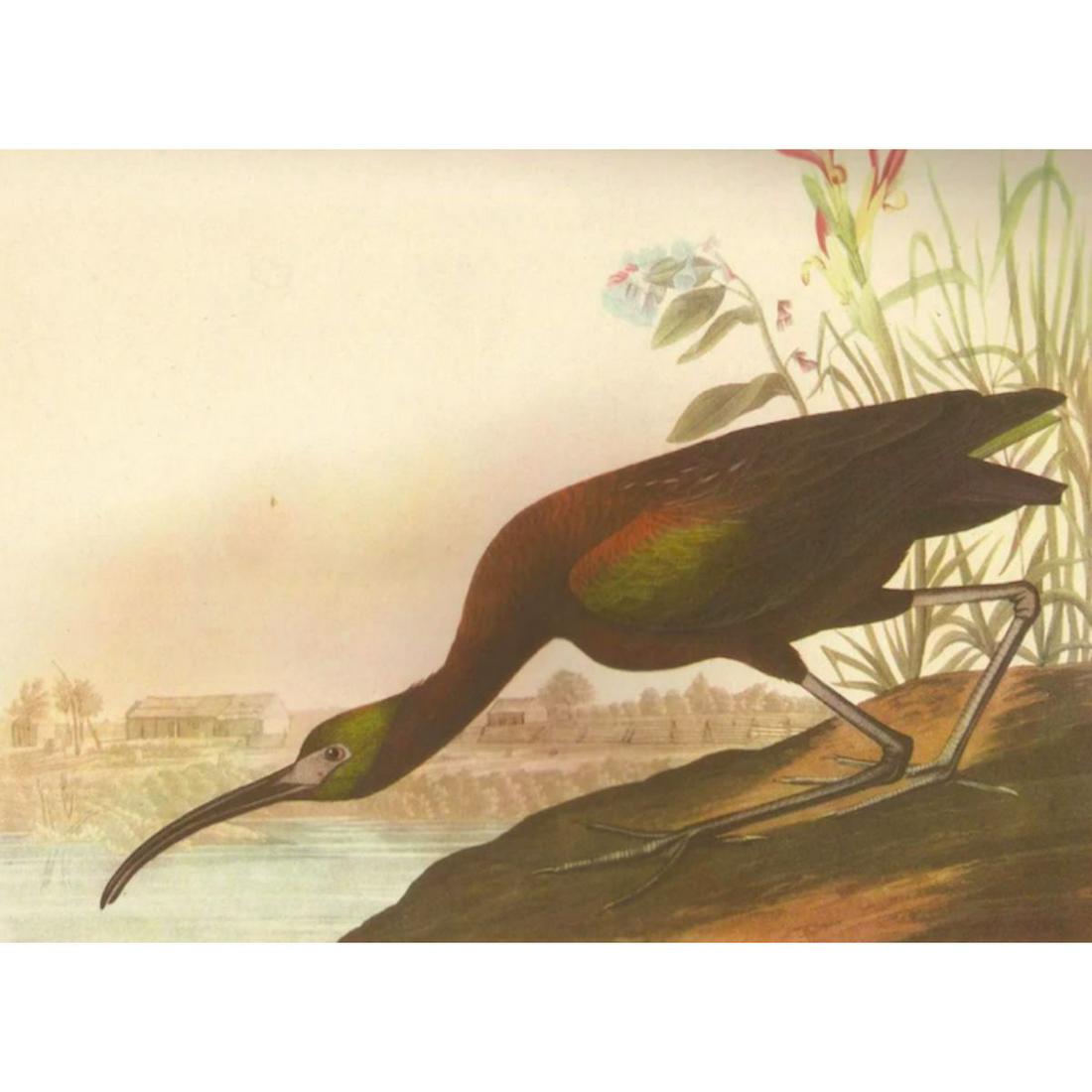 c1946 Audubon Print, # 387 Glossy Ibis (1 of 2)