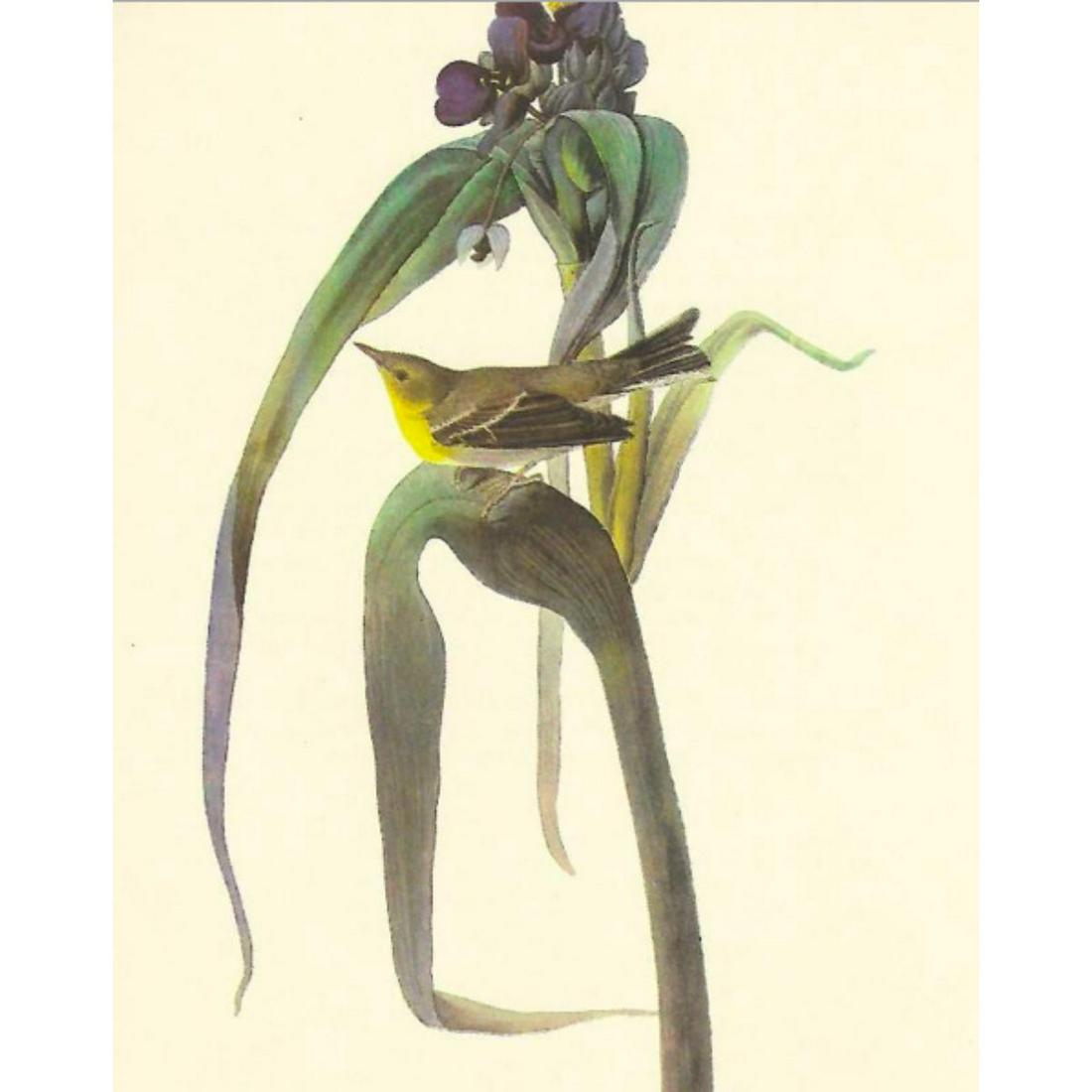 c1950 Audubon Print, Pine Warbler (1 of 2)