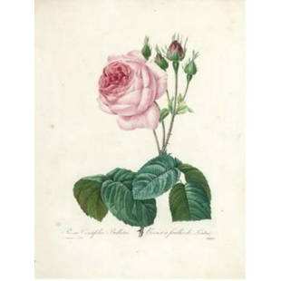 After Pierre-Jospeh Redoute, Floral Print, #120 Rosa Centifolia Bullata (Rose): Modern print, after Pierre-Joseph Redoute ( French 1759-1840 ) Original Redoute stipple engravings with hand-coloring bring thousands of dollars per print. This modern re-print was created in the 1980