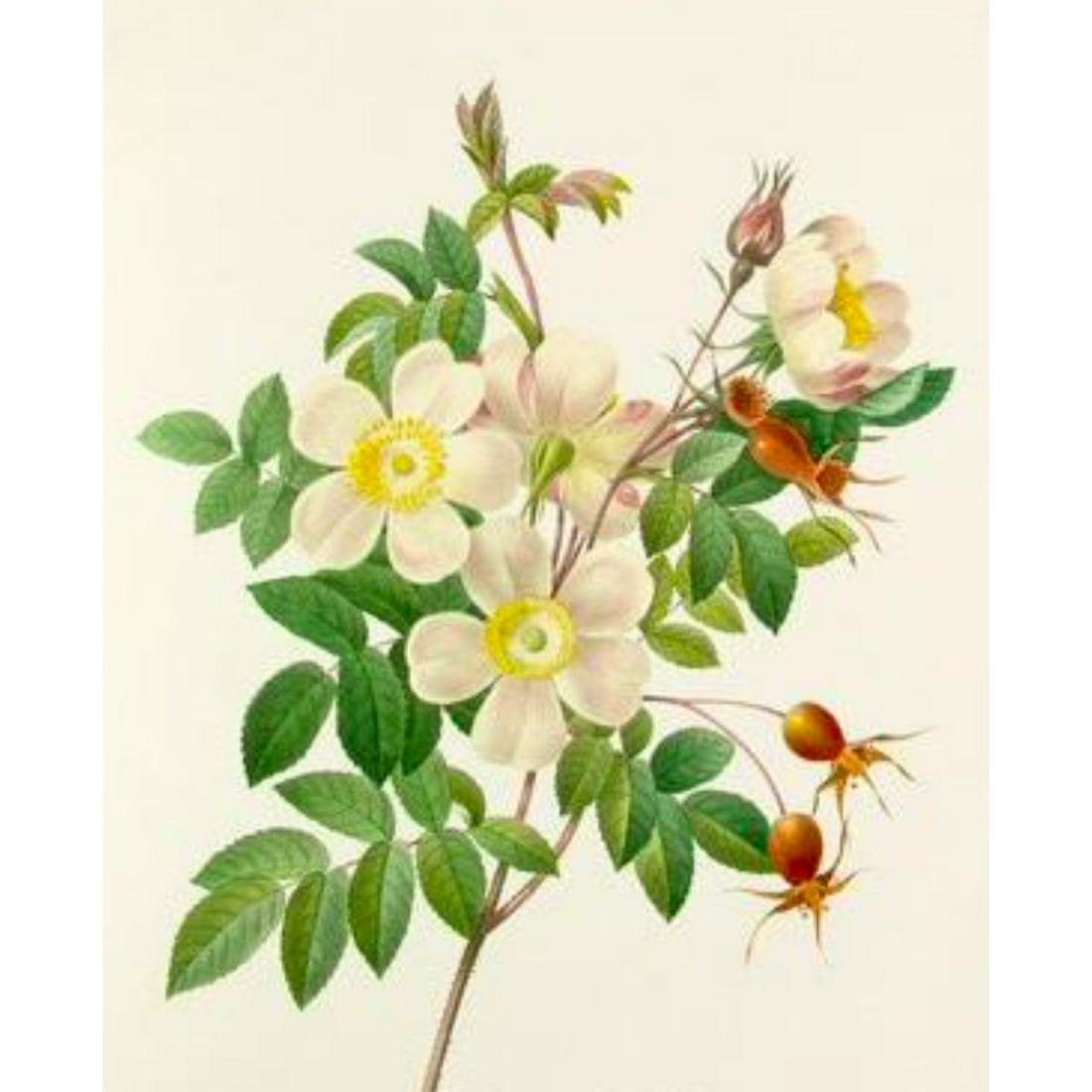 After Pierre-Jospeh Redoute, Floral Print, #130 Rose (1 of 2)