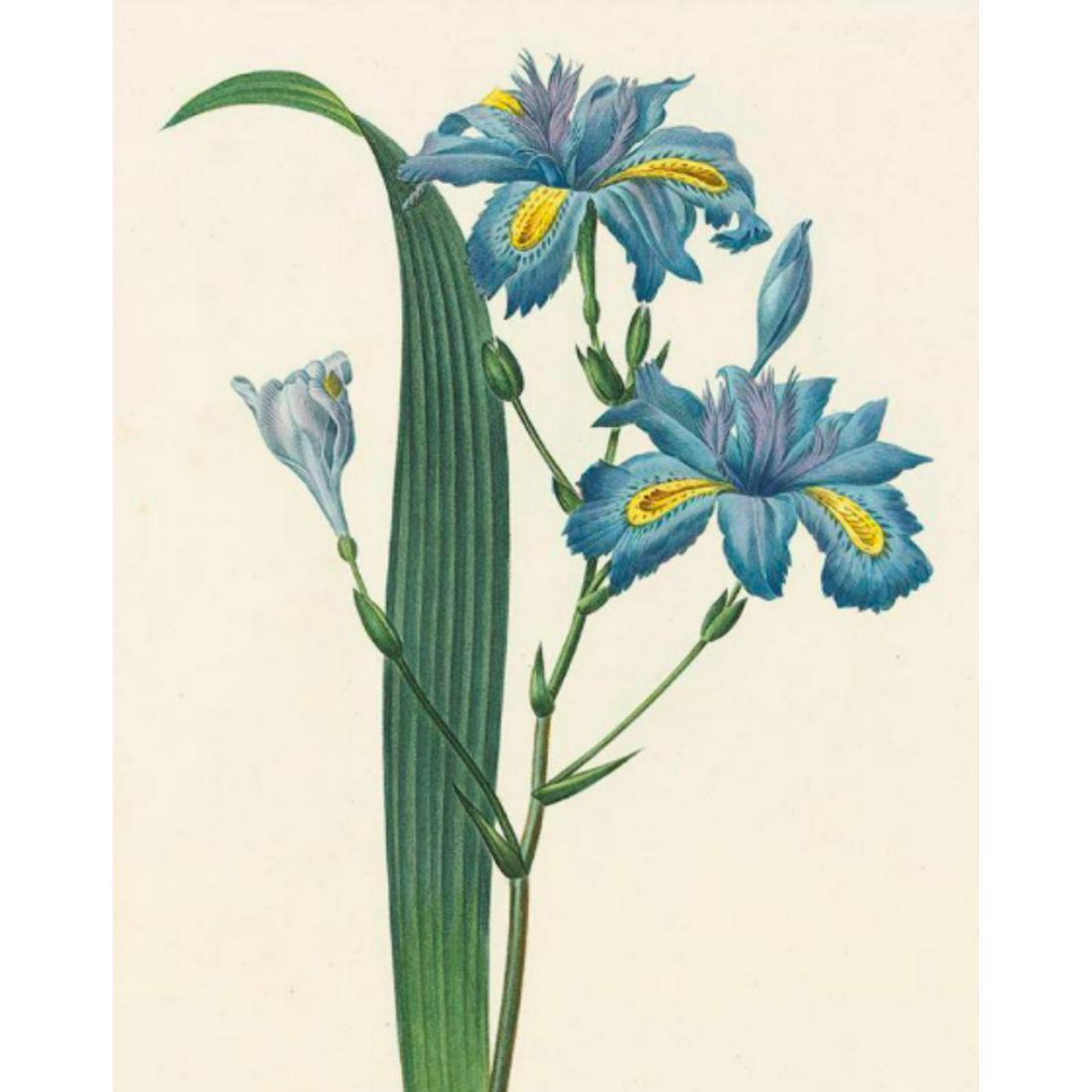 After Pierre-Jospeh Redoute, Floral Print, #58 Iris (1 of 2)