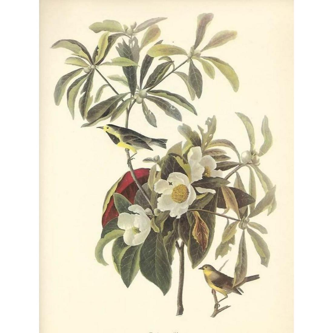 c1950 Audubon Print, Backman's Warbler: c.1950 Audubon print, Backman's Warbler - vintage print, from the collection, " Audubon - Fifty Selections With Commentaries by Roger Tory Peterson". 9" X 12" print size. Comes with 11" X 14" mat boar
