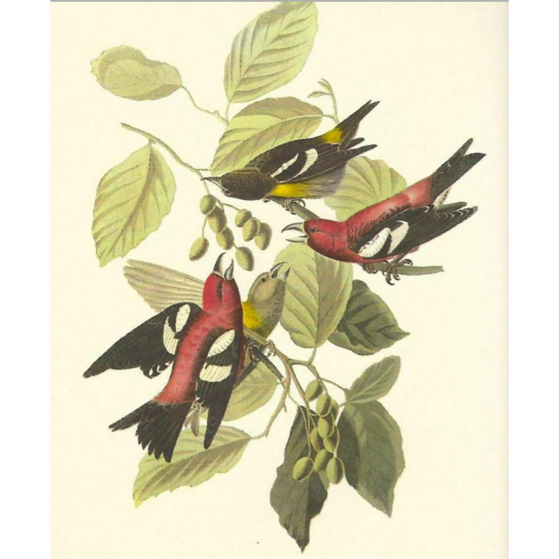 c1950 Audubon Print, White-Winged Crossbill (1 of 2)