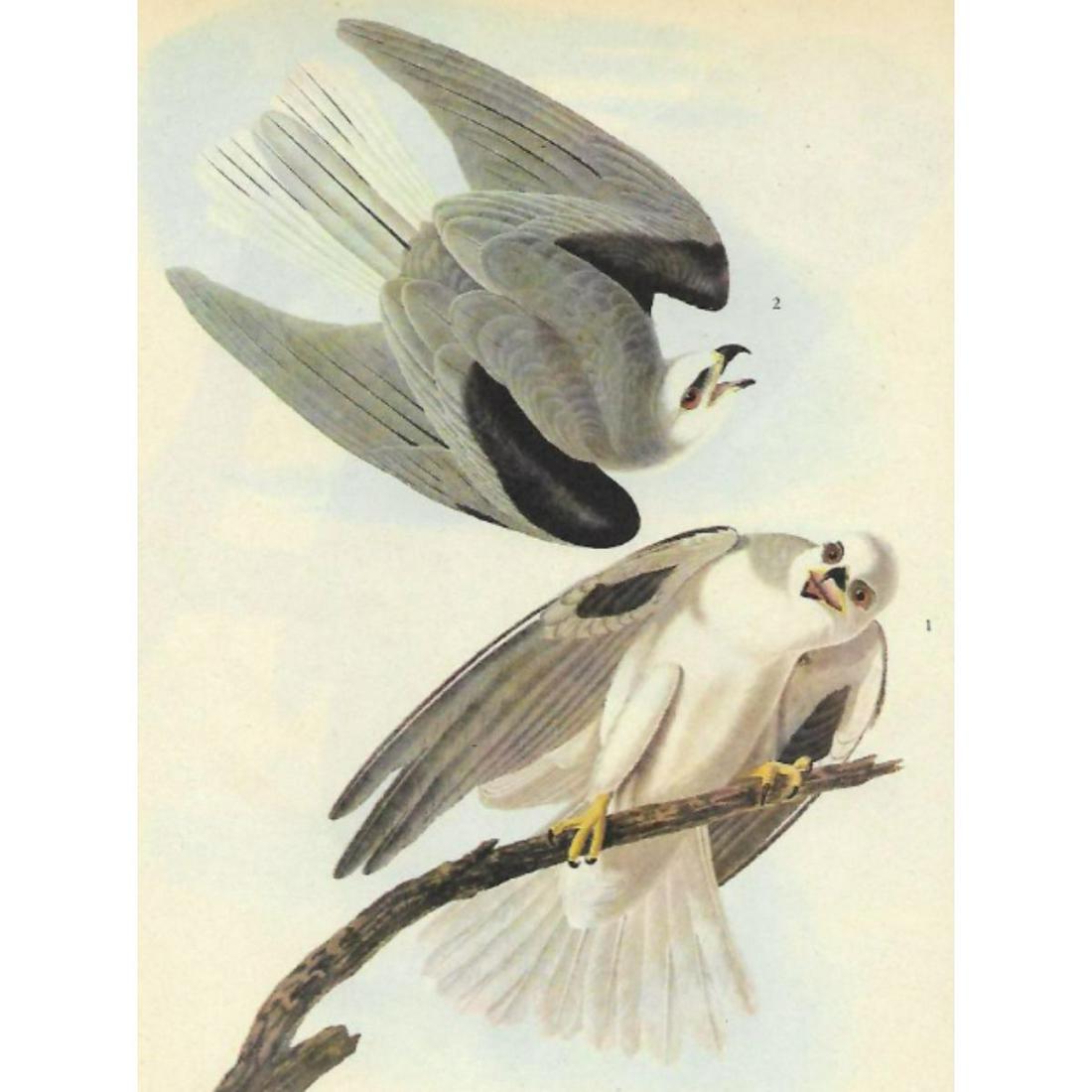 c1946 Audubon Print, #352 White-Tailed Kite (1 of 2)