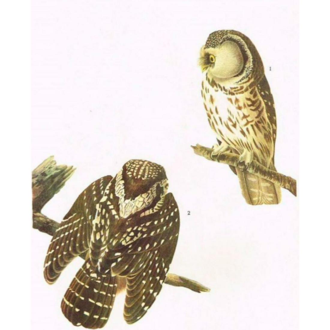 c1946 Audubon Print, #380 Richardson's Owl (1 of 3)