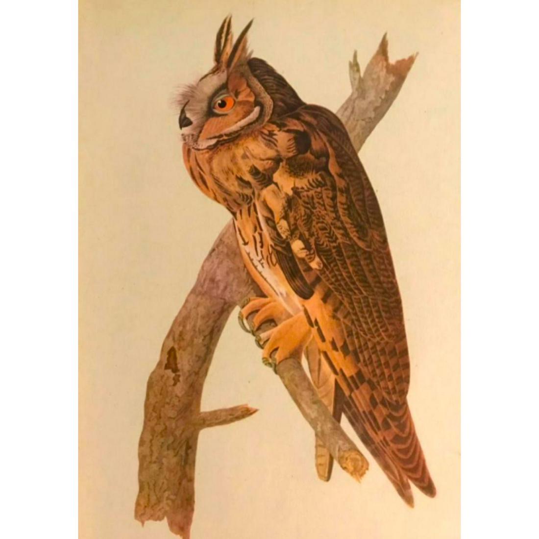 c1946 Audubon Print, #383 Long-Eared Owl (1 of 3)