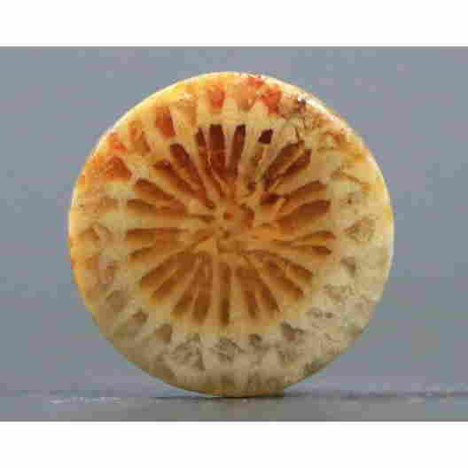 Coral Fossils