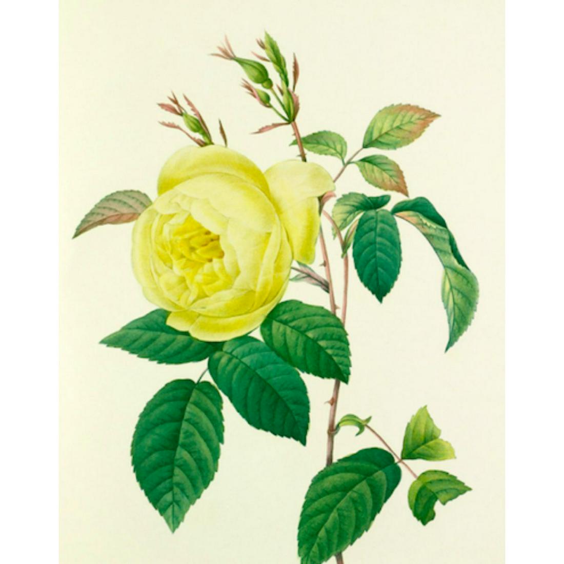 After Pierre-Jospeh Redoute, Floral Print, #122 Rose (1 of 2)