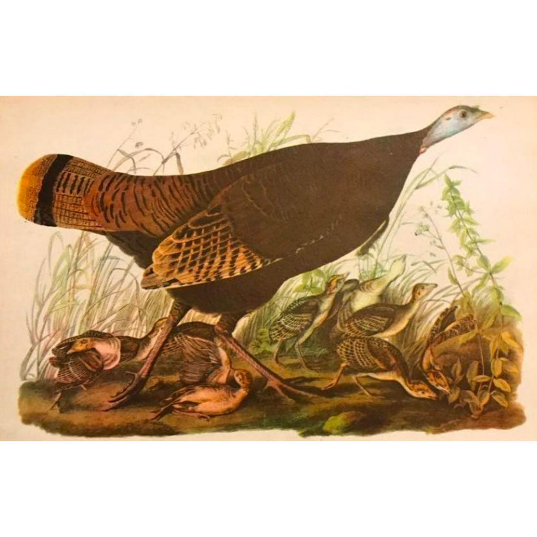 1946 Audubon Print, #6 Wild Turkey (1 of 2)