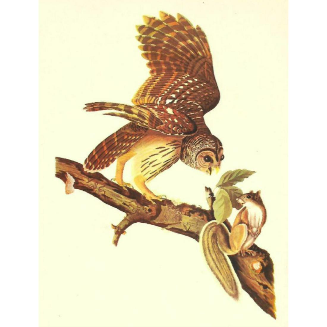 c1946 Audubon Print, #46 Barred Owl (1 of 2)