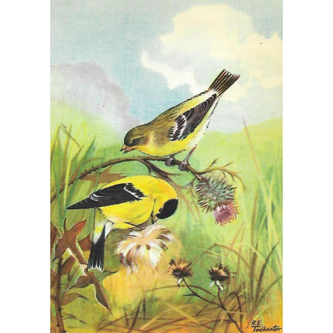 1920's Goldfinch Color Lithograph Print (1 of 2)