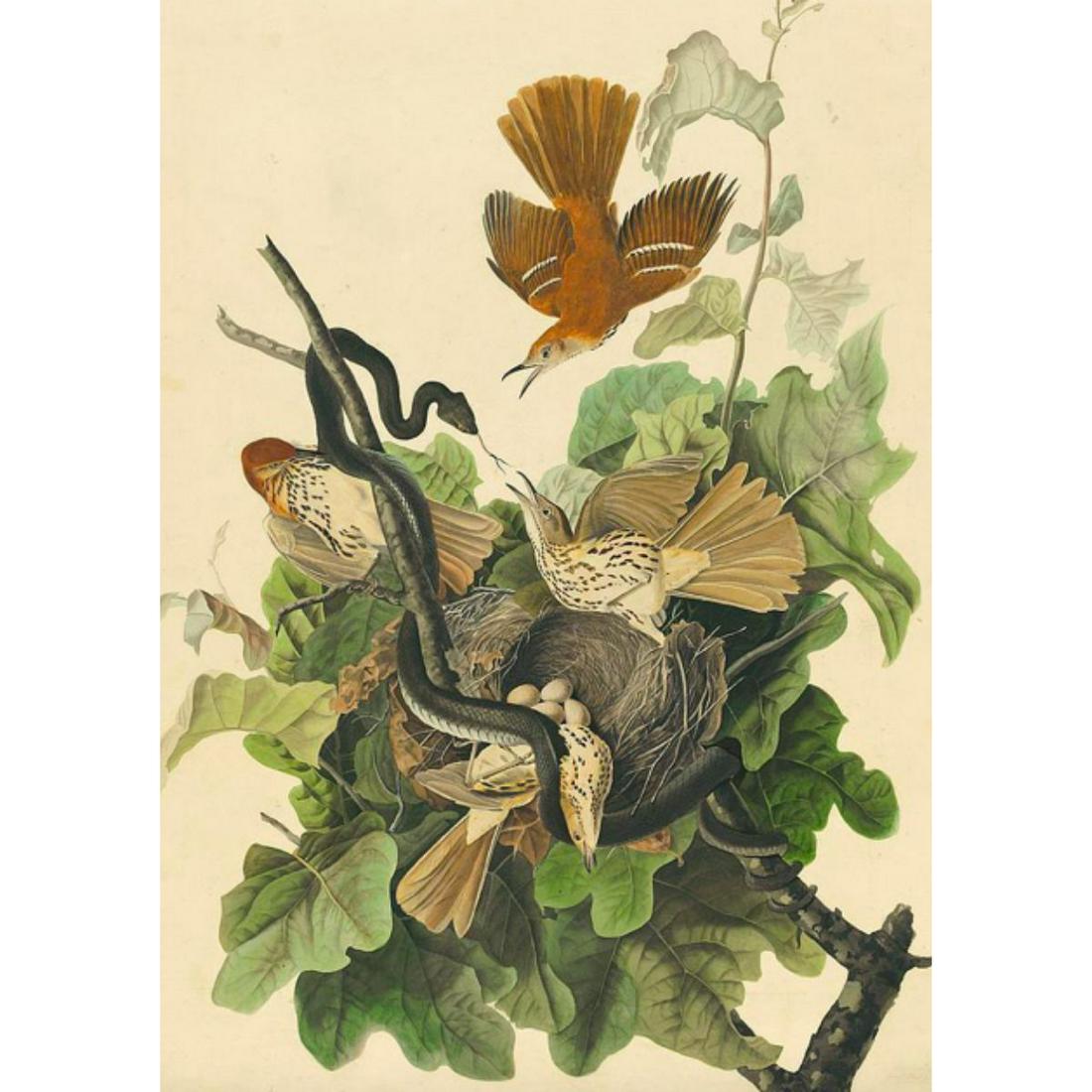 c1946 Audubon Print, #116 Brown Thrasher (1 of 2)