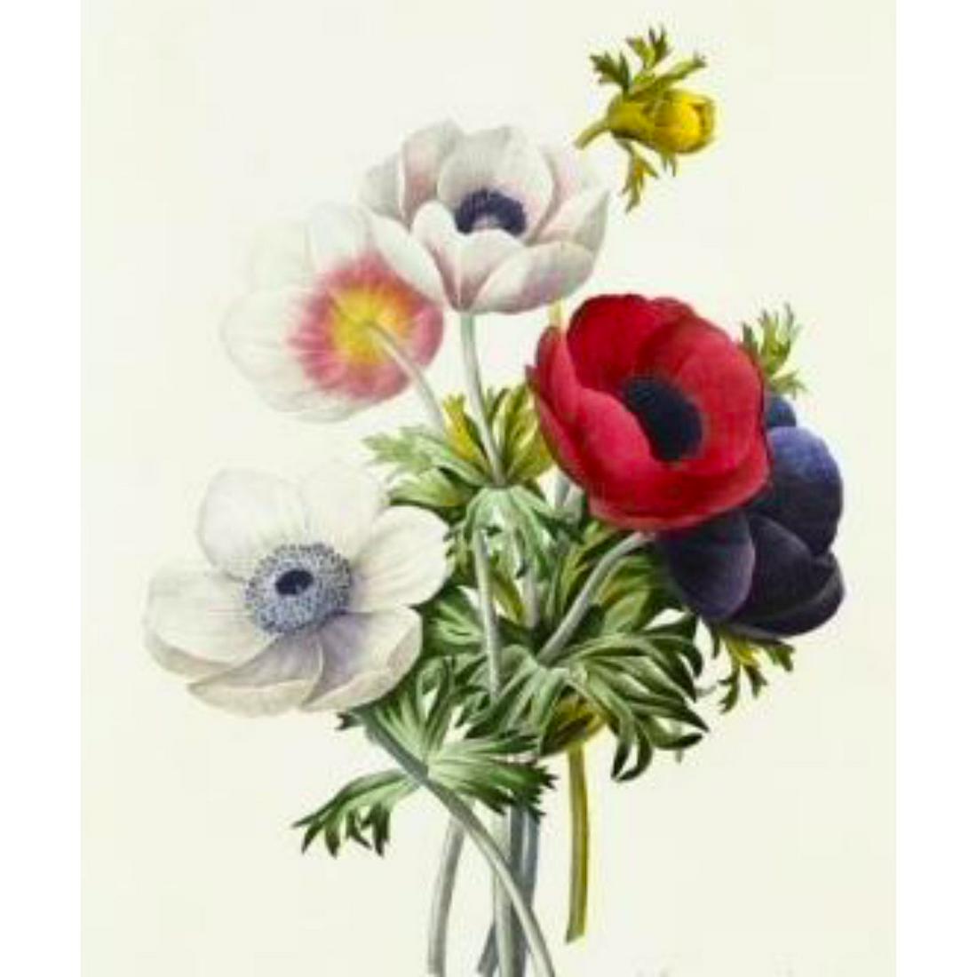 After Pierre-Jospeh Redoute, Floral Print, #7 Anemone (1 of 2)