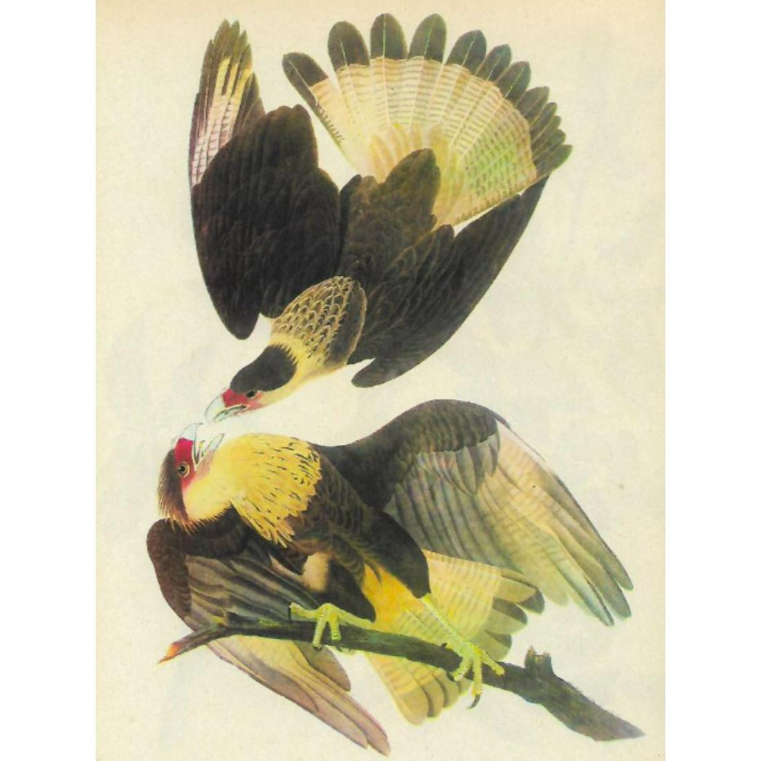 1946 Audubon Print, #161 Audubon's Caracara (1 of 2)