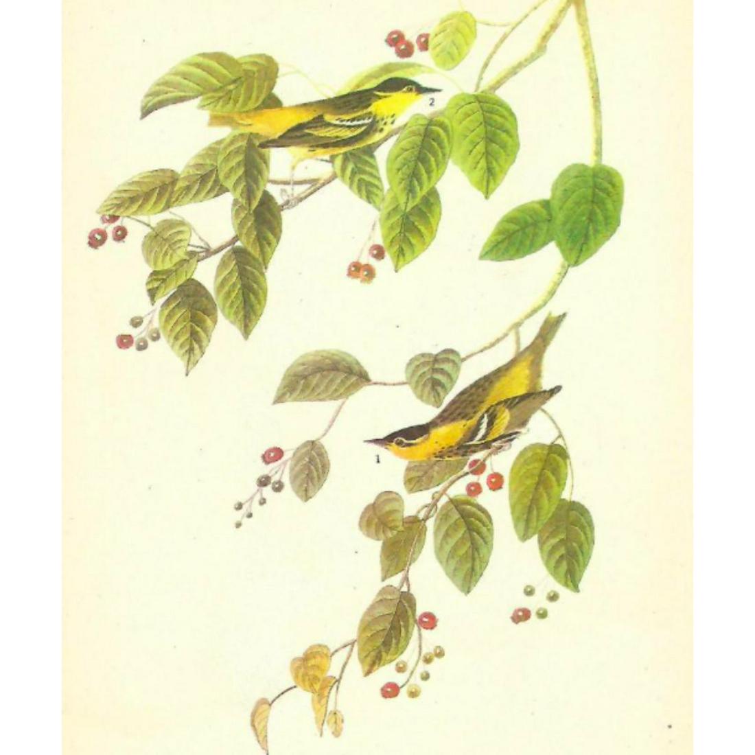 c1946 Audubon Print, #60 Carbonated Warbler (1 of 2)