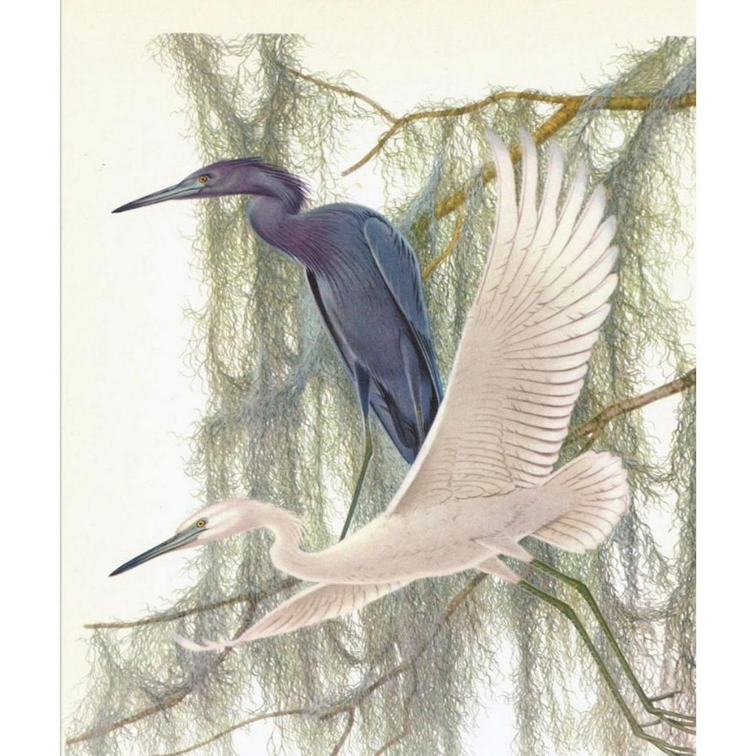1950 Menaboni Lithograph, Little Blue Heron (1 of 1)