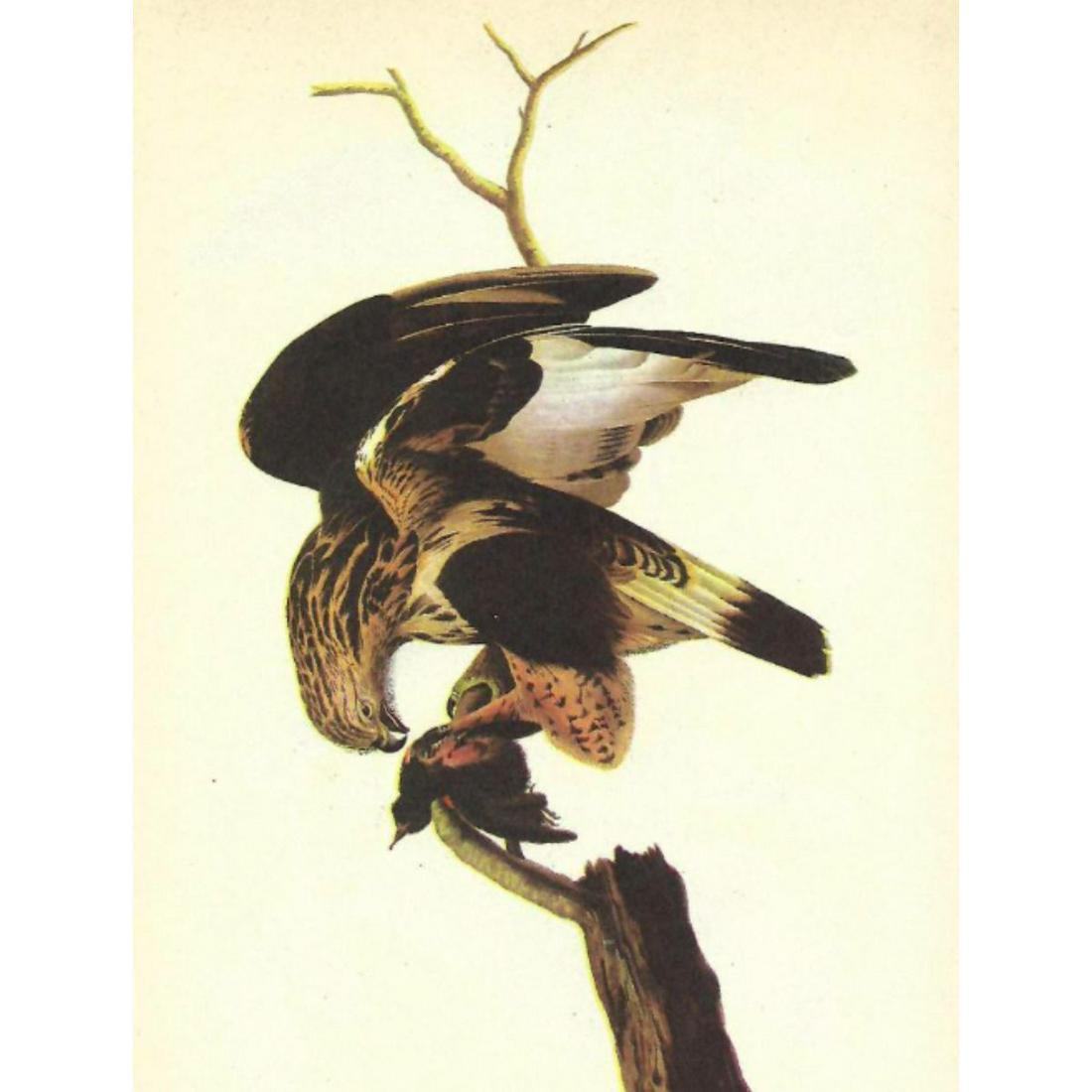 c1946 Audubon Print, #166 Rough-Legged Hawk (1 of 2)