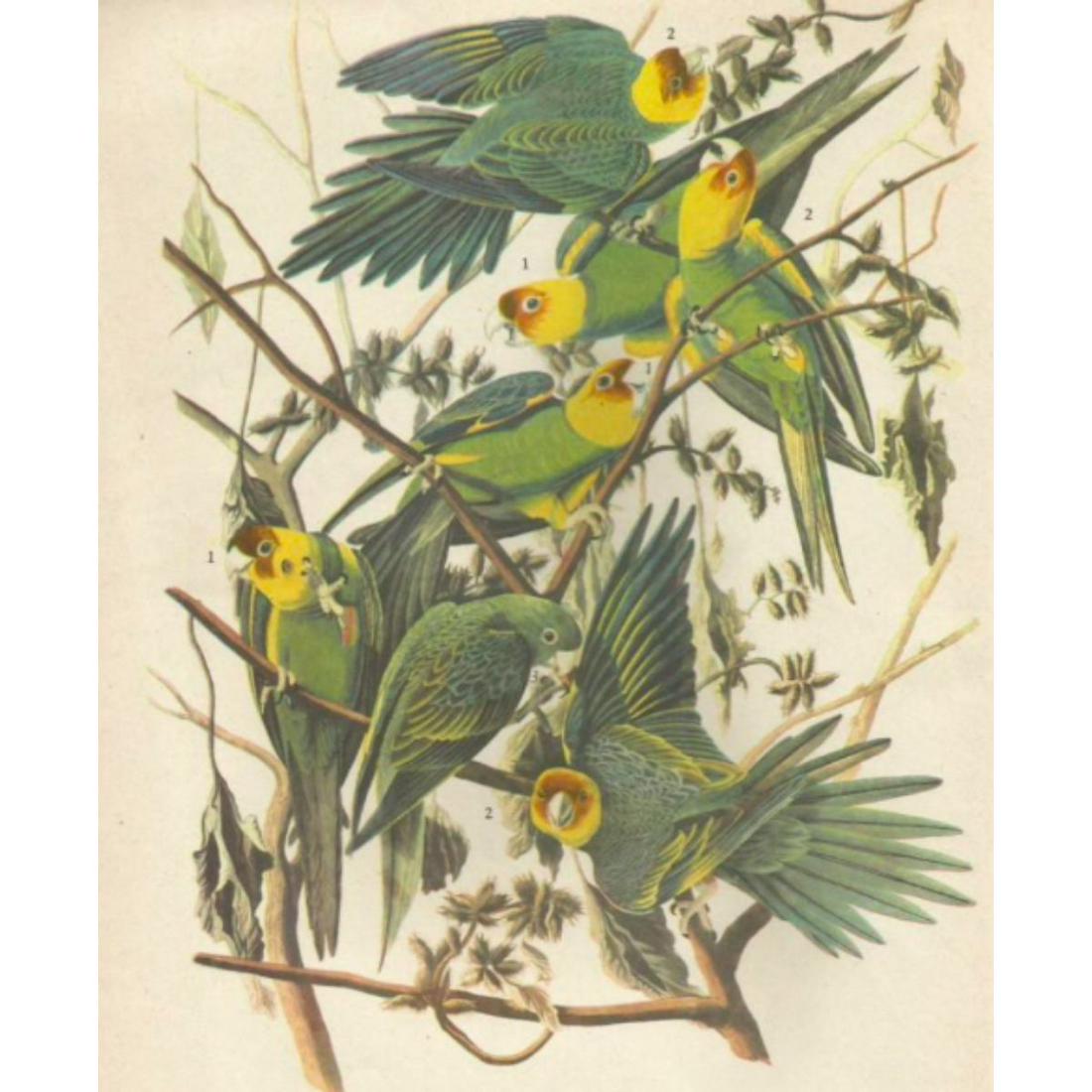 c1946 Audubon Print, #26 Carolina Paroquet (1 of 2)