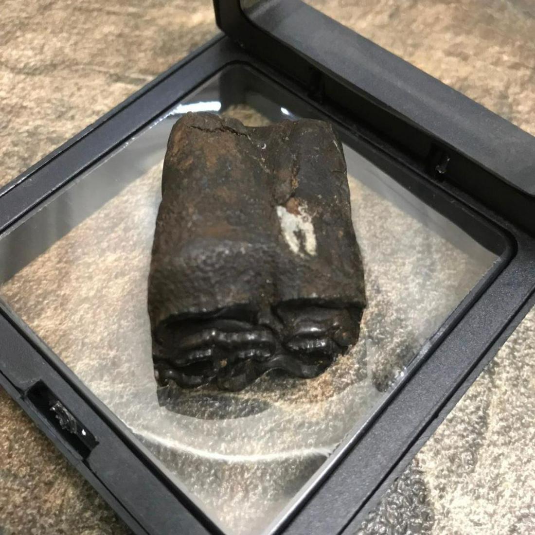 Prehsitoric Horse Tooth Fossil Display: Prehistoric fossil teeth, display specimen from an extinct Three Toed Horse that lived during the Oligocene Age, 30 Million Years Ago, Equidae, Primitive horses, Mesohippus and their relatives.