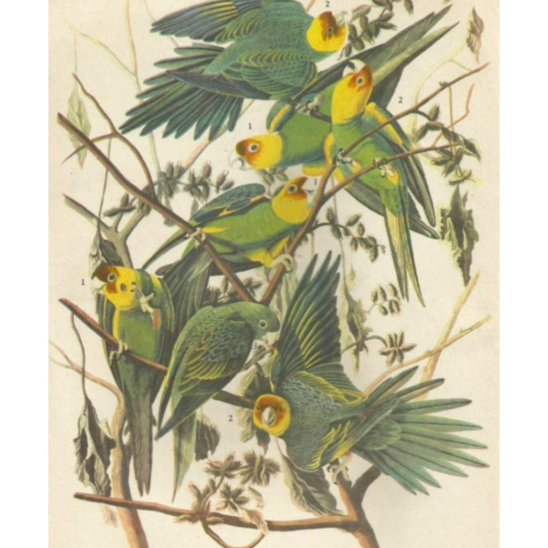 c1946 Audubon Print, #26 Carolina Paroquet (1 of 2)