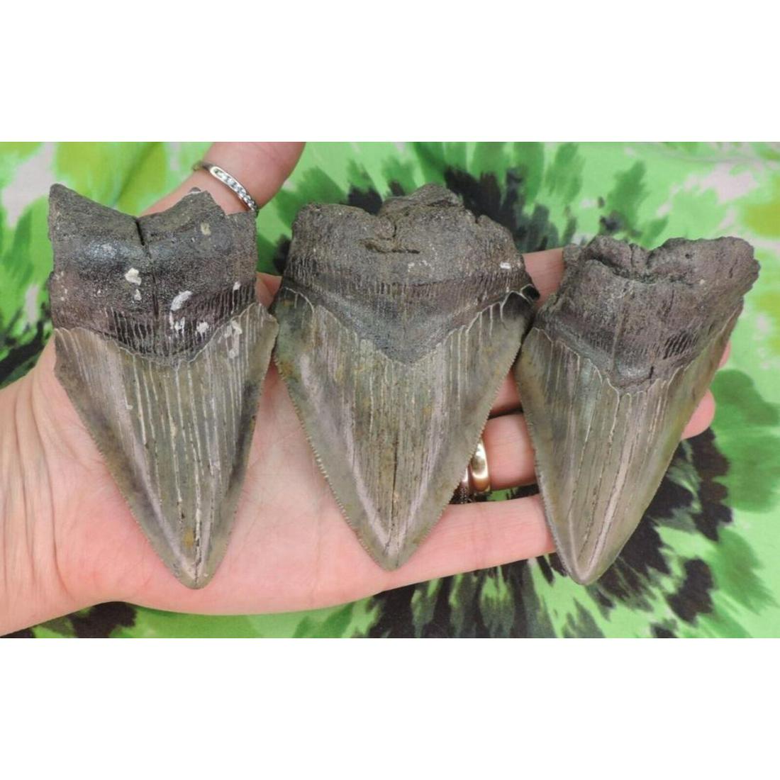 Collection Of Large Sized Megalodon Sharks Teeth Fossils Auction