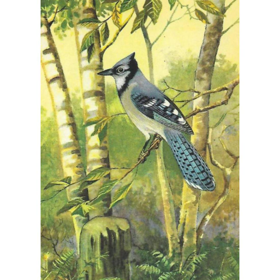 1920's Blue Jay Color Lithograph Print: Blue Jay color lithograph print, from a 1926 edition of The Nature Library, Birds, selected from the writings of Neltje Blanchan, illustrations by R. E. Todhunter. 5" X 8".