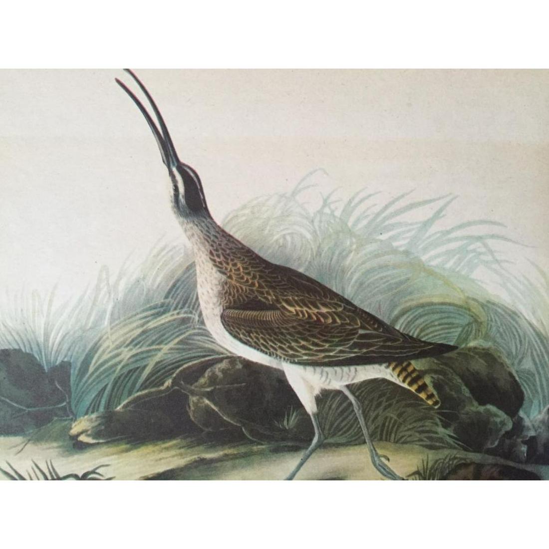 c1946 Audubon Print, #237 Hudsonian Curlew (1 of 2)