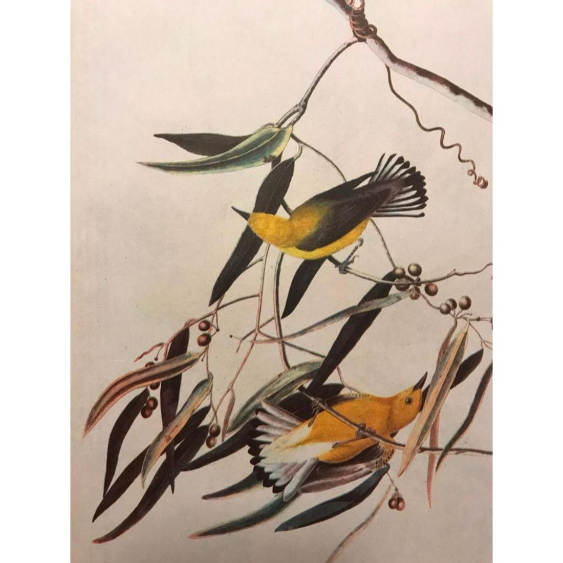 c1946 Audubon Print, #3 Prothonotary Warbler (1 of 2)