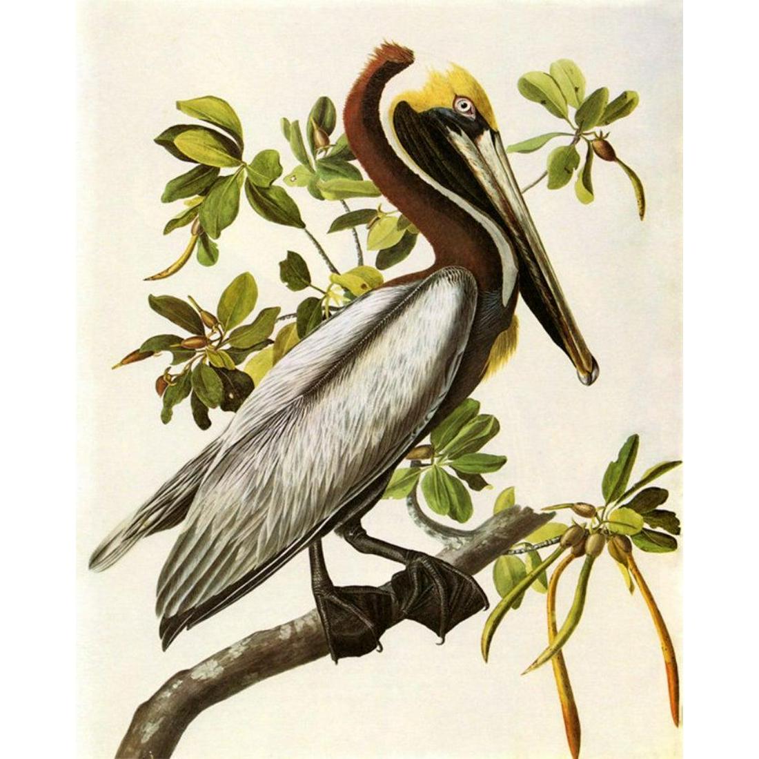c1946 Audubon Print, #251 Brown Pelican (1 of 1)