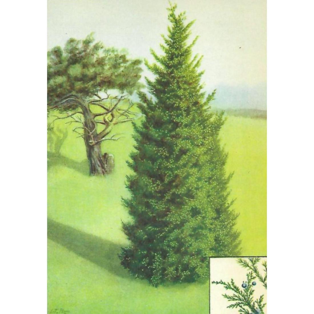 1920's Red Cedar Color Lithograph Print (1 of 2)