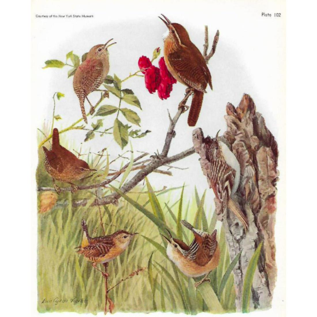 1936 Pearson Birds, #109 Wrens (1 of 2)