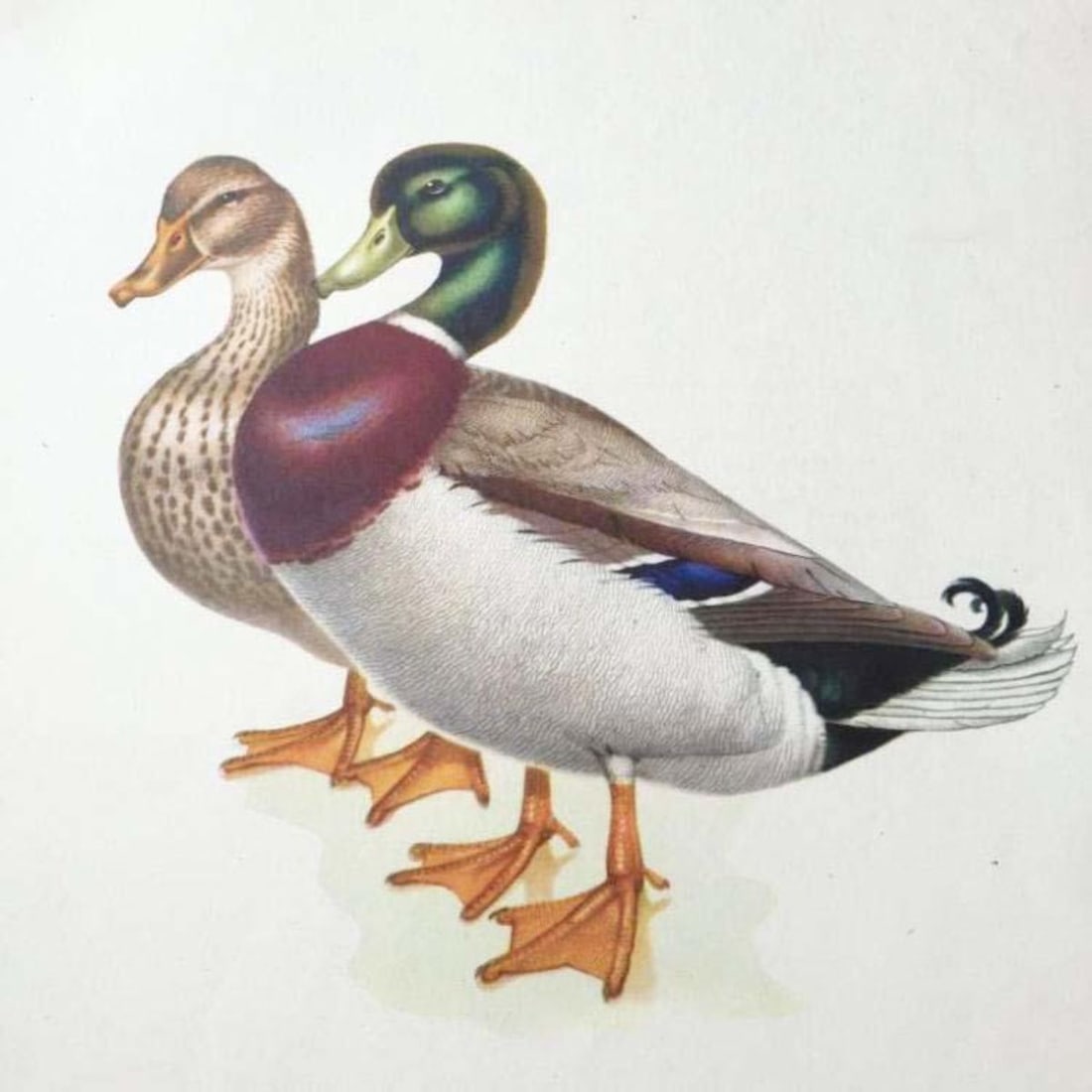 1950 Menaboni Bird Print - Mallard, by Athos Menaboni (1 of 1)