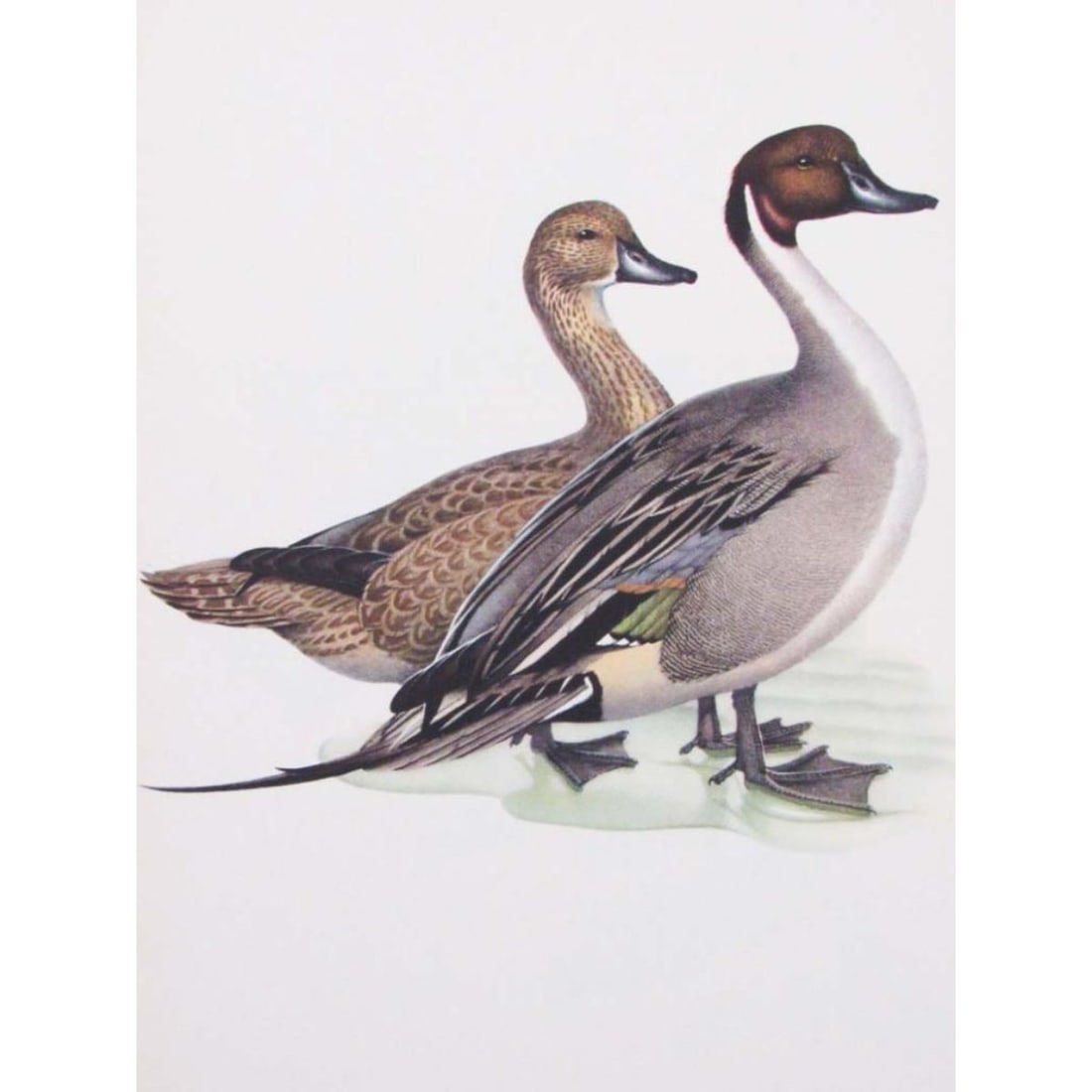 1950 Menaboni Bird Print - Pintail, by Athos Menaboni (1 of 1)