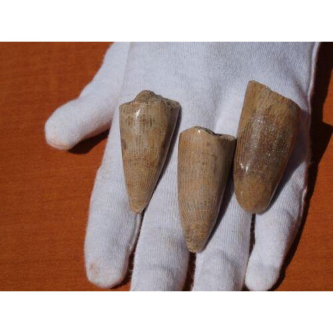 Set of Prehistoric Dinosaur Fossil Teeth: Set of 3 Polished Theropod Dinosaur Fossil Teeth 100 Million years old. Each measures approximately 1 1/2" L. Globidens Mosasaur: Mosasaurs are an extinct group of large Marine Dinosaurs that probably