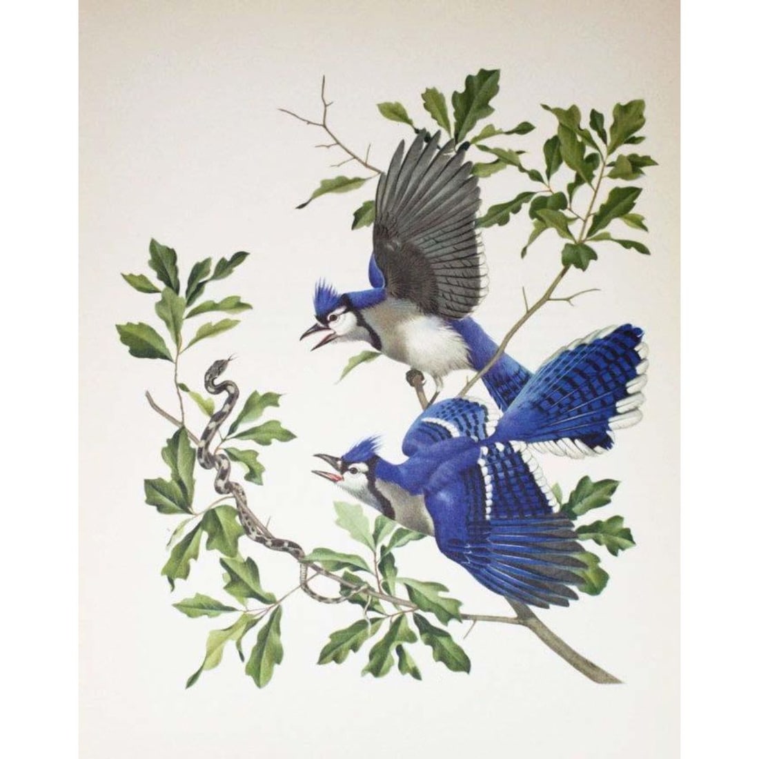 Vintage 1950 Menaboni Lithograph, Blue Jay (1 of 1)
