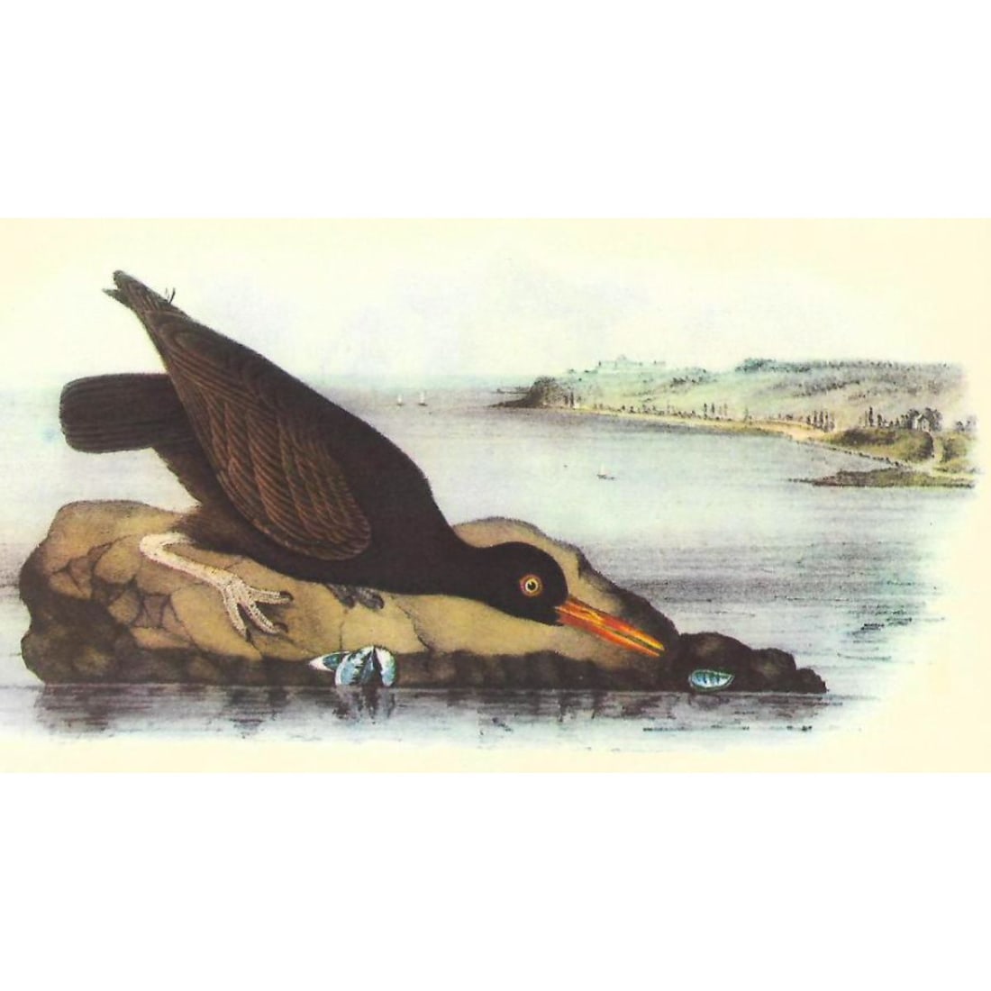 c1937 Audubon Print, #451 Black Oyster-Catcher (1 of 2)