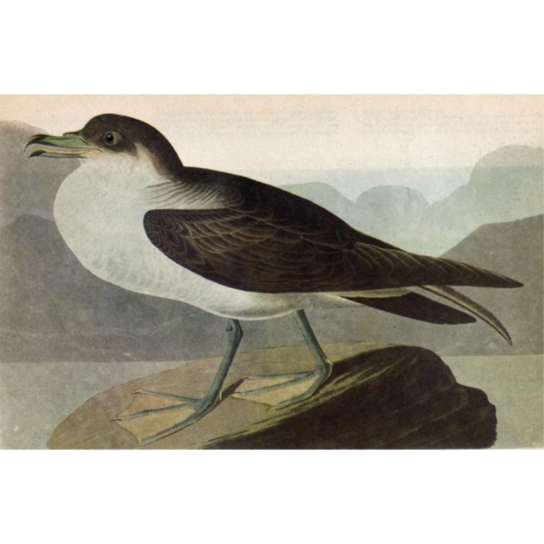 c1946 Audubon Print, #283 Greater Shearwater (1 of 1)