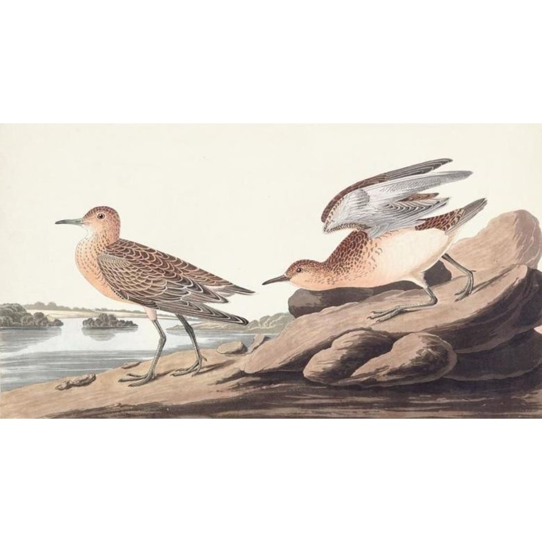 c1946 Audubon Print, # 265 Buff-breasted Sandpiper (1 of 1)
