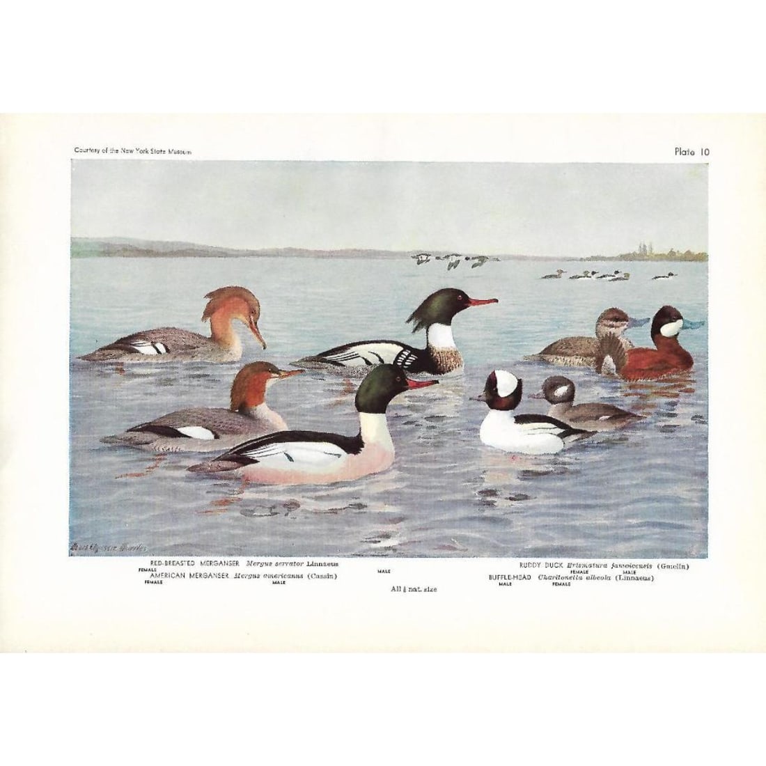 1936 Pearson Birds, Merganser-Ruddy Duck-Buffle-Head: 1936 Pearson Birds, #48 Merganser-Ruddy Duck-Buffle-Head. 8"x11" Comes with mat board. Birds of America. T. Gilbert Pearson, Editor-in-Chief, Garden City Publishing Co., Inc. c1936. Photos courtesy of