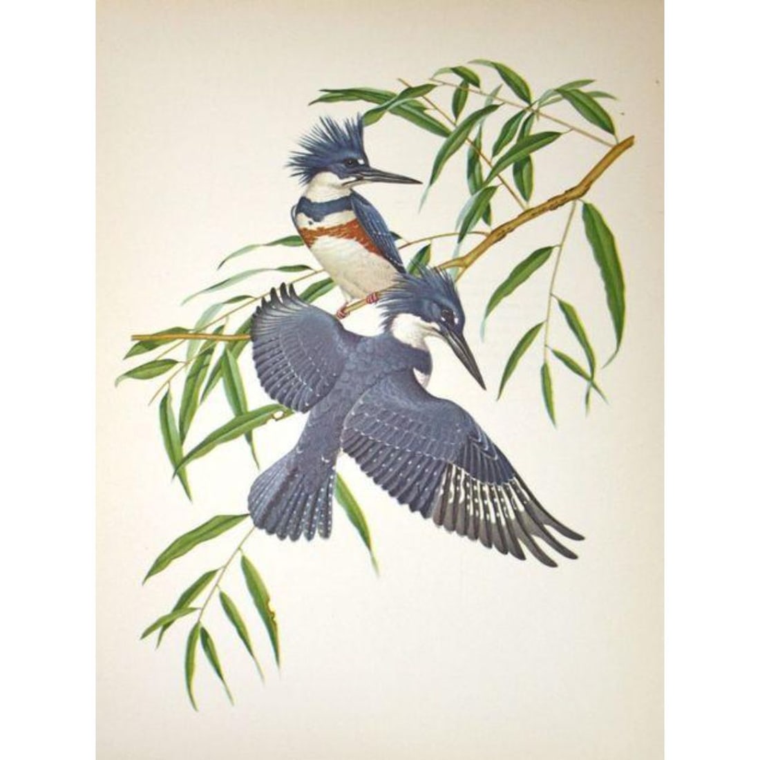 1950 Menaboni Bird Picture â€“ Eastern Belted Kingfisher (1 of 1)