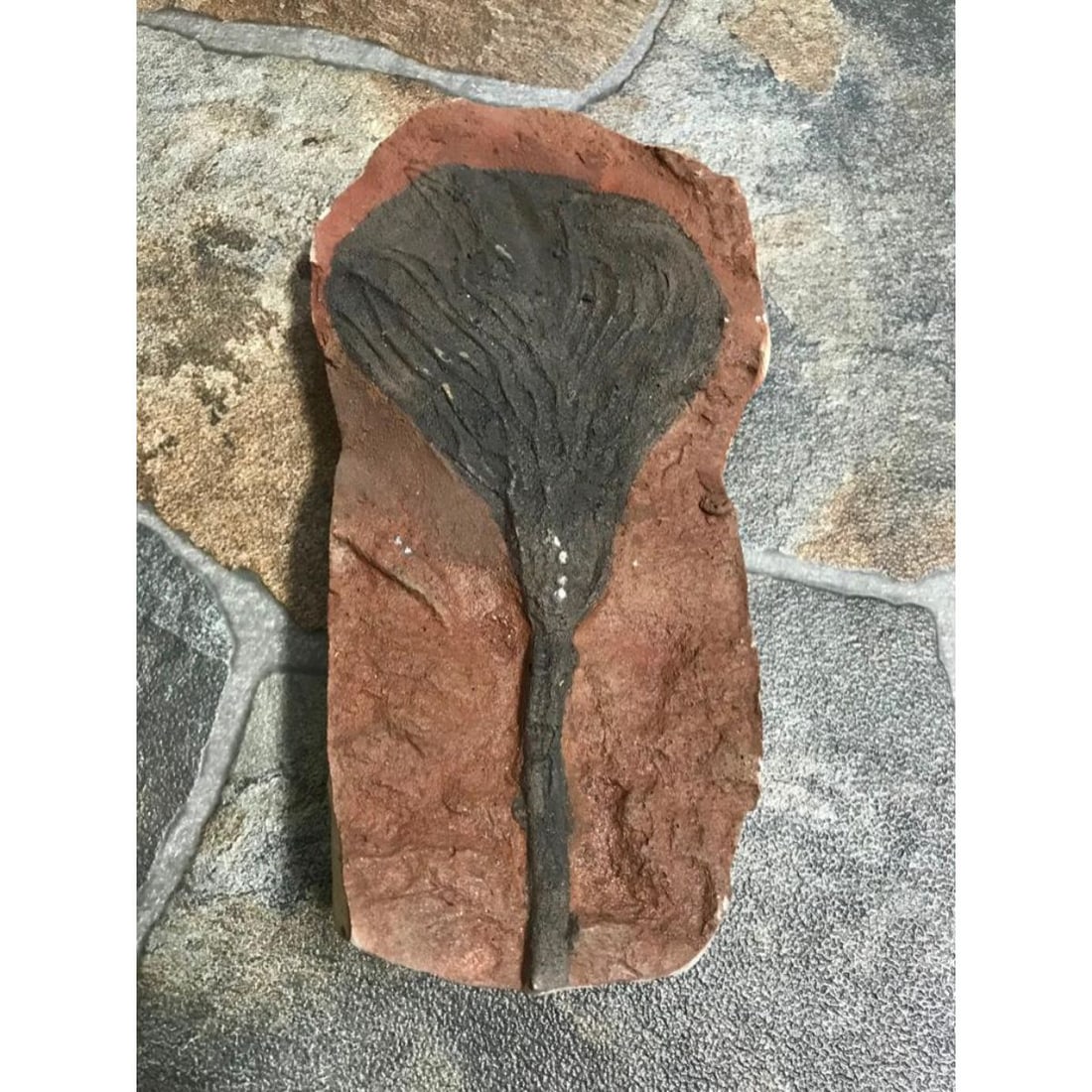 Rare Perhistoric Crinoid Fossil (1 of 4)