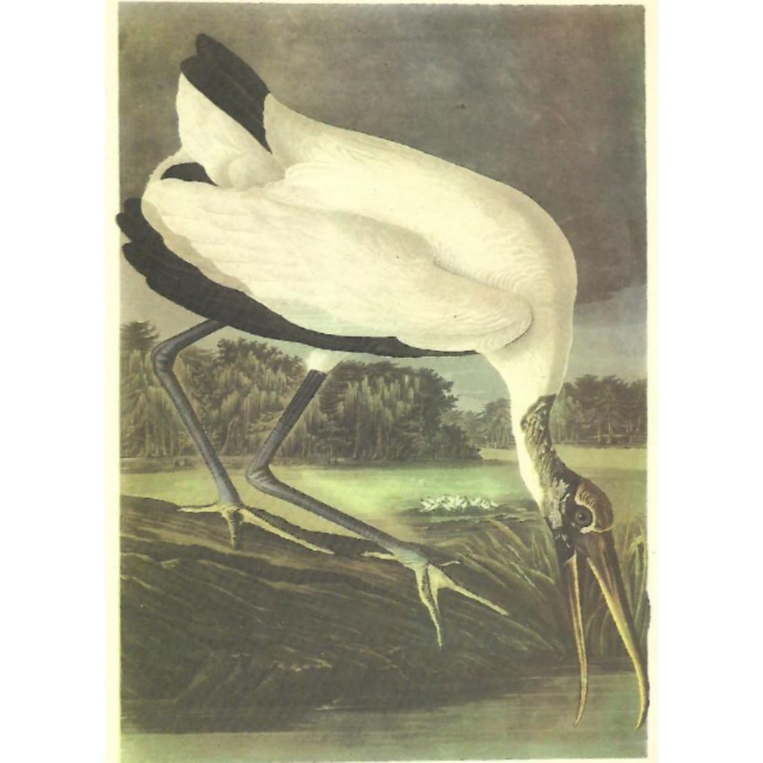 c1946 Audubon Print, #216 Wood Ibis (1 of 2)