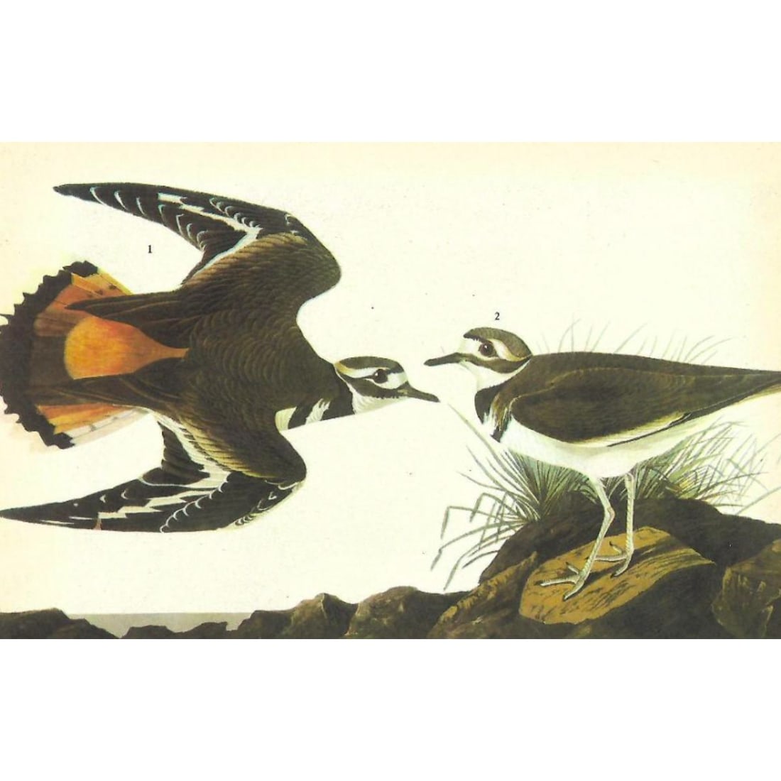 c1946 Audubon Print, #225 Killdeer: John James Audubon, book plate print, #225 Killdeer, taken from a 1946 edition of "The Birds Of America". 8 1/2" X 11 1/2". Comes with 11" X 14" mat.